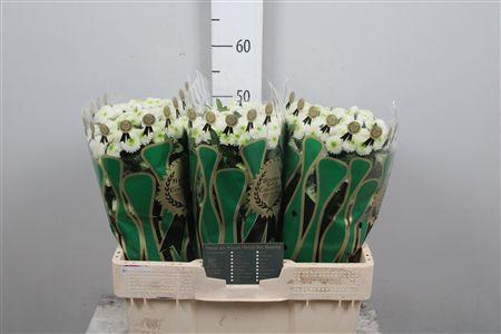 Chrysanthemum (Indicum Grp) tros santini Collin