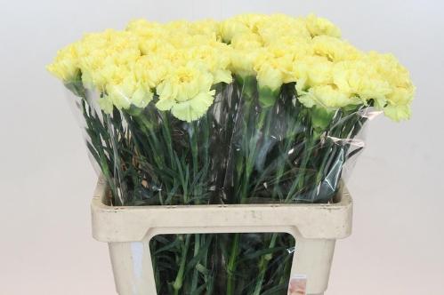 Dianthus standaard 'Diletta'