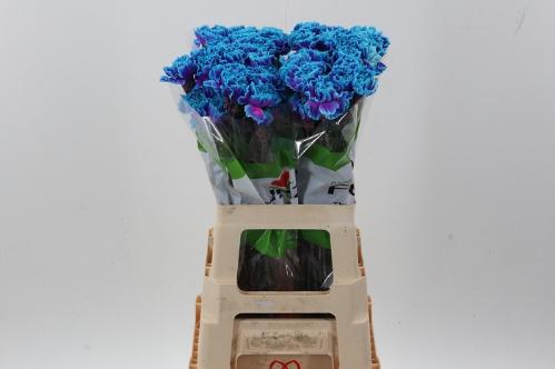 Dianthus standaard kleurbehandeld H%