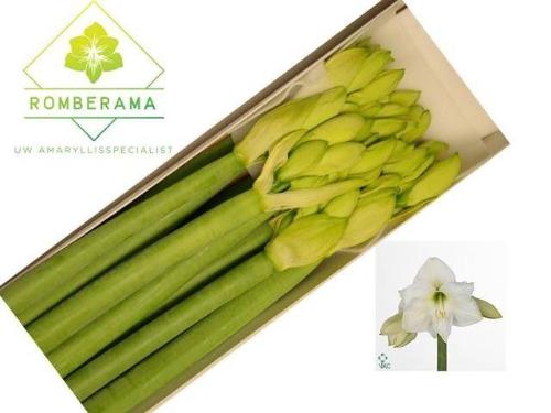 Hippeastrum Galaxy Grp 'Mont Blanc'