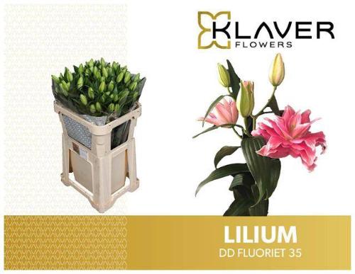 Lilium (Oriental Grp) dubbel 'Double Dutch Fluoriet'