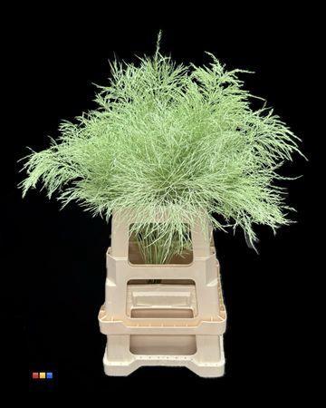 Decoratiegroen kleurbehandeld per bos H%