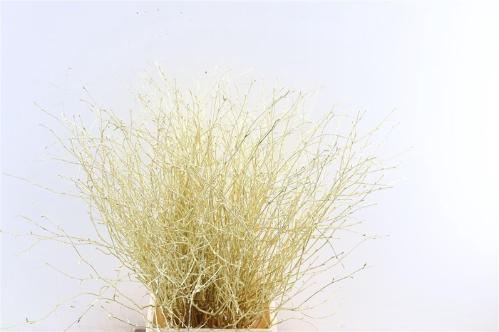 Betula kleurbehandeld H%