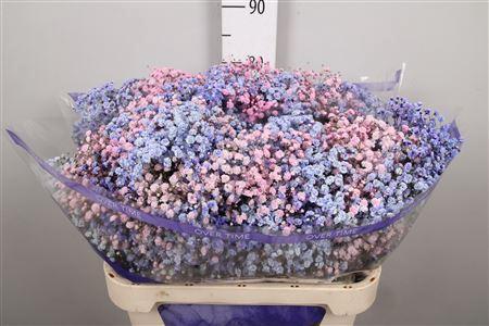 Gypsophila overig kleurbehandeld H%