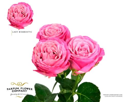 Rosa tros Lady Bombastic