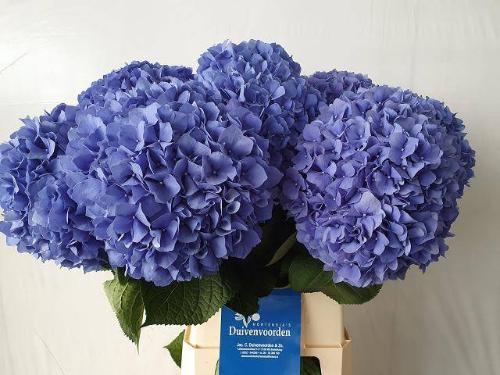 Hydrangea macrophylla 'Pimpernel'