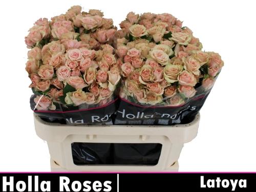 Rosa tros Latoya