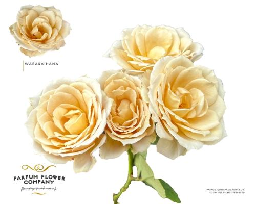 Rosa tros overig