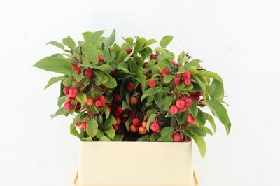 Siervruchten per tak Malus 'Red Sentinel'