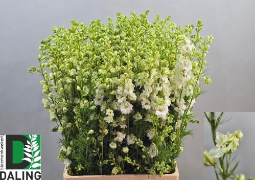 Consolida regalis 'Qis White'