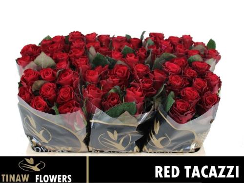 Rosa grootbloemig Red Tacazzi+