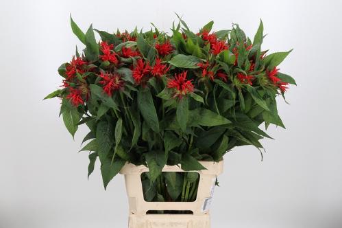Monarda 'Red Fountain'