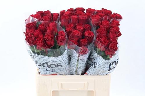 Rosa grootbloemig Rhodos