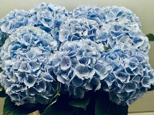 Hydrangea macrophylla 'Verena' (blauw)