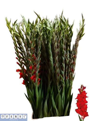 Gladiolus grootbloemig 'Red Balance'