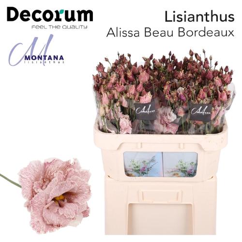 Eustoma russellianum gevuldbloemig overig