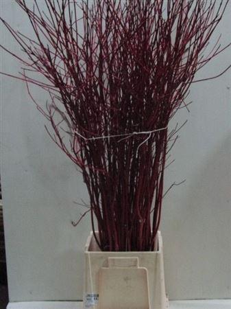 Cornus alba 'Sibirica'