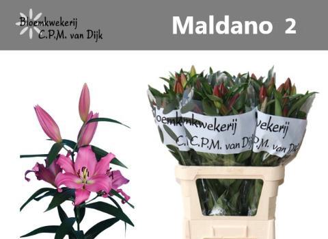 Lilium Oriental x Trumpet Grp 'Maldano'