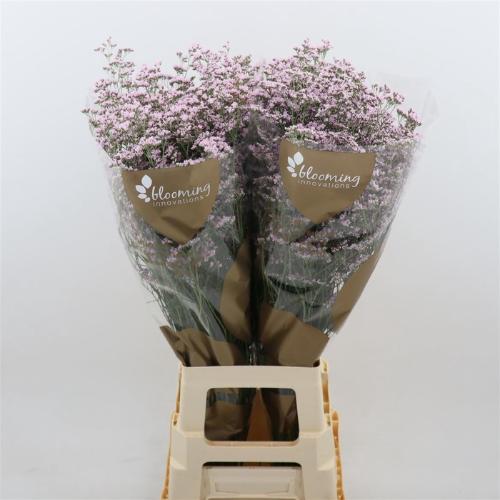 Limonium Safora Oshi Pink