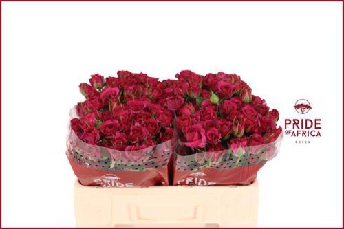 Rosa tros Cheyenne
