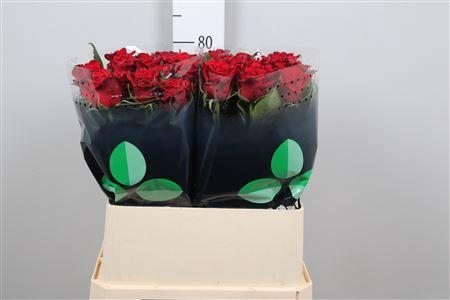 Rosa grootbloemig Testarossa