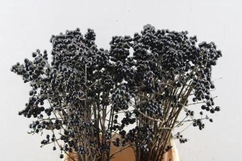 Ligustrum overig met bes