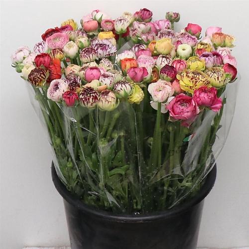 Ranunculus asiaticus Elegance Pastel Stripes gemengd in bos