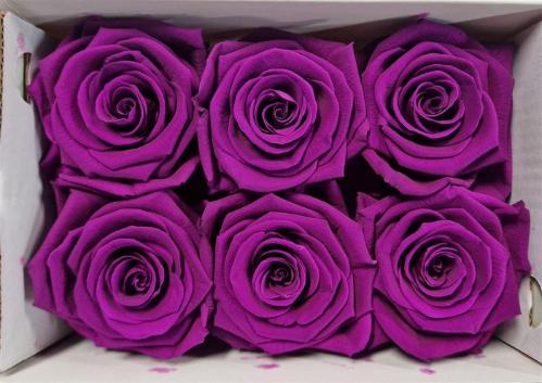 Rosa grootbloemig kleurbehandeld H%