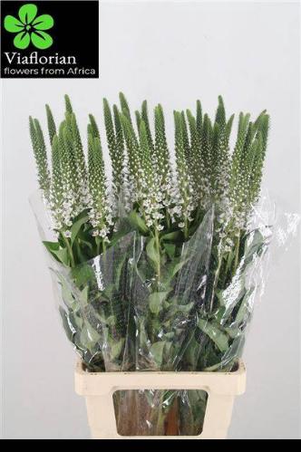 Lysimachia clethroides