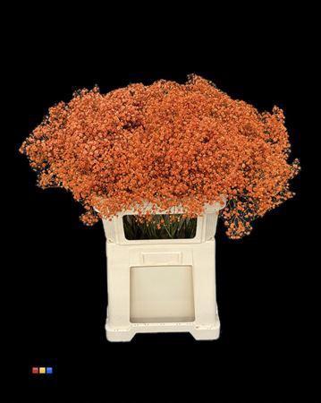 Gypsophila overig kleurbehandeld H%