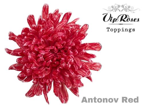 Chrysanthemum (Indicum Grp) geplozen Antonov kleurbehandeld H%