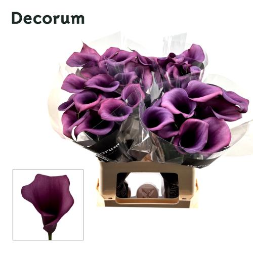 Zantedeschia 'Durban'