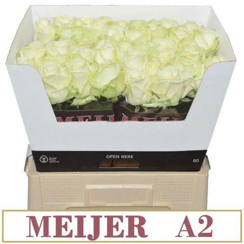 Rosa grootbloemig Avalanche+