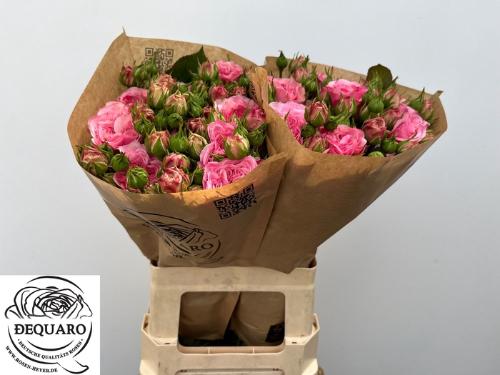 Rosa tros Mariatheresia