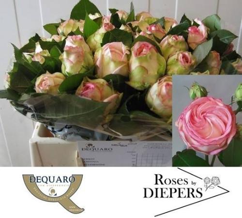 Rosa tros Biedermeier