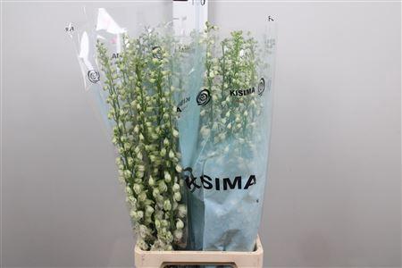 Delphinium Elatum Grp dubbelbloemig 'Guardian White'