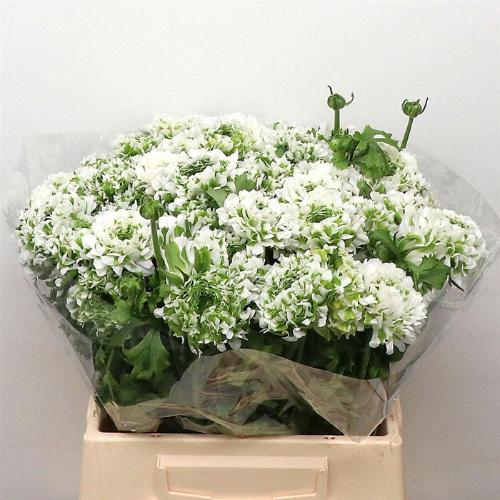 Ranunculus asiaticus Pon-Pon Igloo
