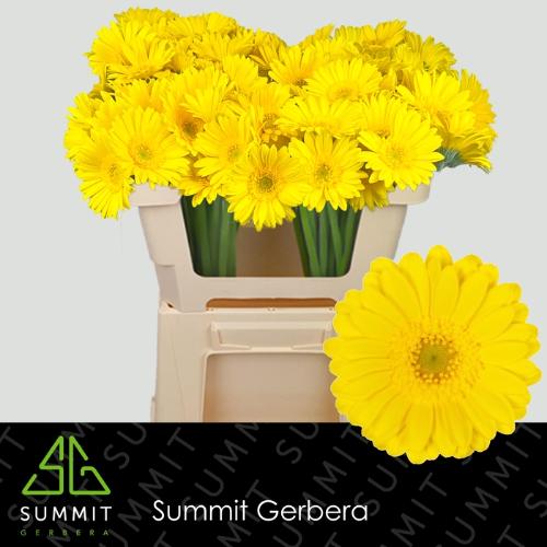 Gerbera mini Moreno