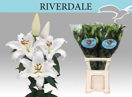 Lilium (Oriental Grp) 'Riverdale'