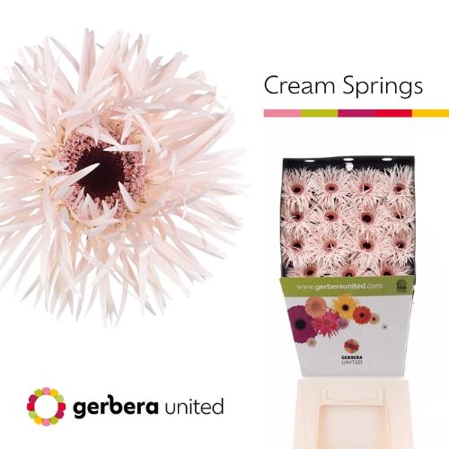 Gerbera grootbloemig Cream Springs