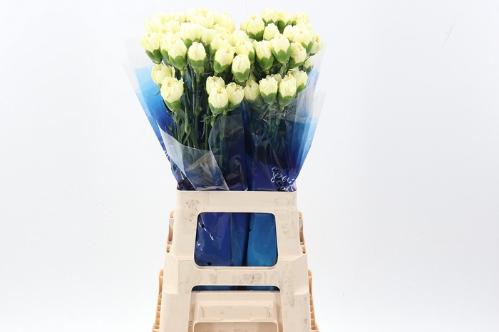 Dianthus standaard overig