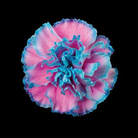 Dianthus standaard kleurbehandeld H%