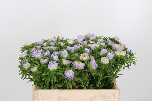 Callistephus chinensis overig