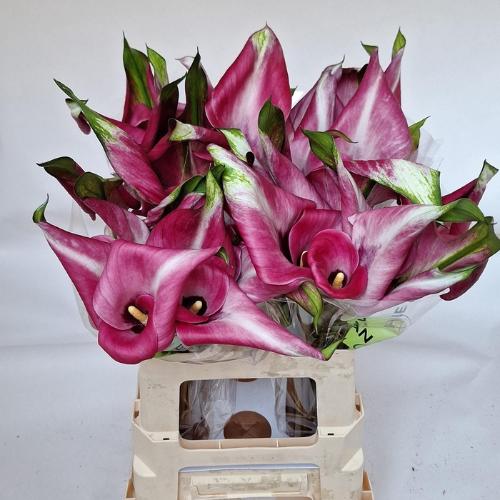 Zantedeschia Beijing