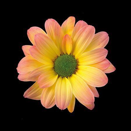 Chrysanthemum Indicum Grp tros kas kleurbehandeld H%