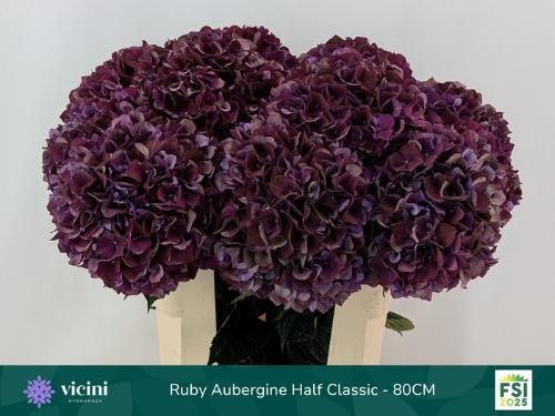 Hydrangea macrophylla Magical Rubyred (classic paars)