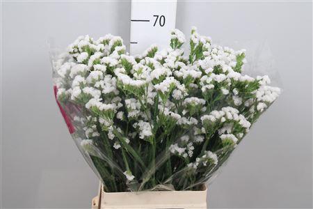 Limonium sinuatum White Starlight Wings