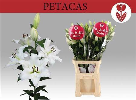 Lilium (OT-hybrids Grp) 'Petacas'