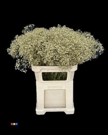 Gypsophila overig kleurbehandeld H%