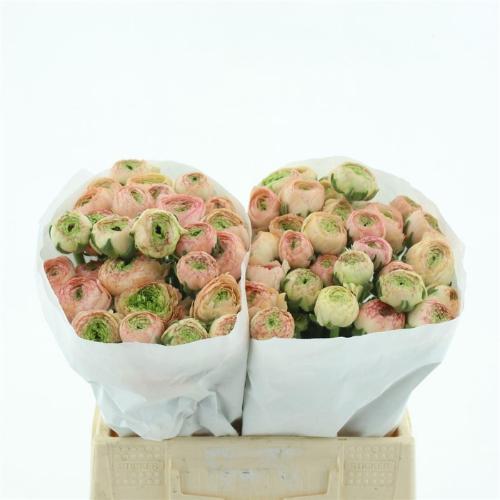 Ranunculus asiaticus Success Tuareg